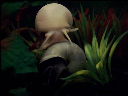 corals inverts - pomacea canaliculata - apple snail stocking in 72 gallons tank - Mystery Snails