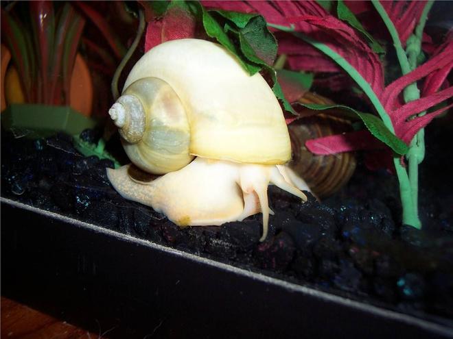 corals inverts - pomacea bridgesii - mystery snail stocking in 72 gallons tank - Ivory Mystery Snail