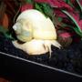 corals inverts - pomacea bridgesii - mystery snail stocking in 72 gallons tank - Ivory Mystery Snail