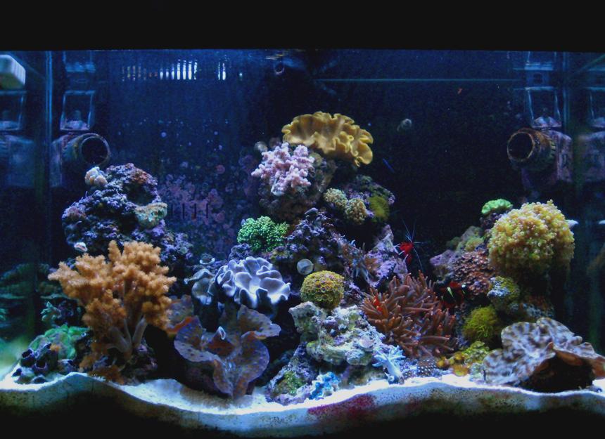Rated #44: 65 Gallons Reef Tank - 11-22-07 update FTS