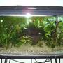 14 gallons planted tank (mostly live plants and fish) - My Tank