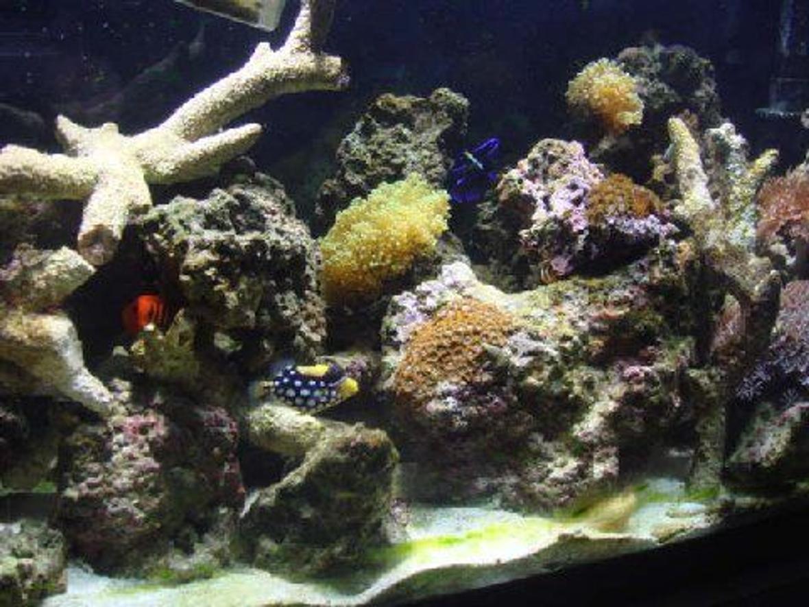 fish tank picture - my tank