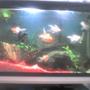 30 gallons freshwater fish tank (mostly fish and non-living decorations) - in the future i'll buy a better camera..this was taken by a 1.2mp phone camera..many thanks for stoping by