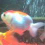 freshwater fish - carassius auratus - ranchu stocking in 30 gallons tank - my ranchu
