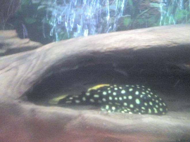 freshwater fish - baryancistrus sp. - gold nugget pleco (l-18) stocking in 30 gallons tank - my pleco