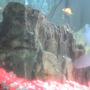 fish tank picture - my mineral ( stone) with fish....if you look long enough, there is a face on it...look again