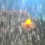 freshwater fish - carassius auratus - goldfish stocking in 30 gallons tank - my goldfish