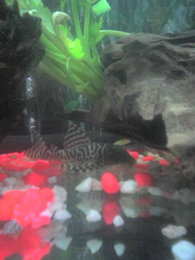 freshwater fish - hypancistrus sp. - queen arabesque pleco stocking in 30 gallons tank - my pleco
