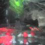 freshwater fish - hypancistrus sp. - queen arabesque pleco stocking in 30 gallons tank - my pleco
