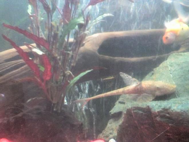 freshwater fish - rineloricaria fallax - whiptail pleco stocking in 30 gallons tank - gold fish and pleco