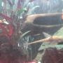 freshwater fish - rineloricaria fallax - whiptail pleco stocking in 30 gallons tank - gold fish and pleco