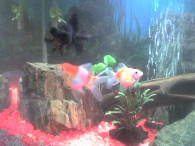 freshwater fish - carassius auratus - ryukin goldfish stocking in 30 gallons tank - goldfishes