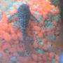 freshwater fish - hypancistrus sp. - queen arabesque pleco stocking in 30 gallons tank - my pleco top view