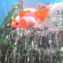 freshwater fish - carassius auratus - ryukin goldfish stocking in 30 gallons tank - my goldfish