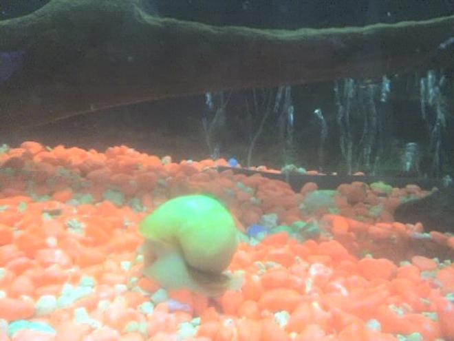 corals inverts - pomacea bridgesii - golden apple snail stocking in 30 gallons tank - my snail