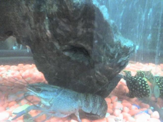 corals inverts - procambarus sp. - hammers cobalt blue lobster stocking in 30 gallons tank - blue crayfish (blue lobster) with pleco