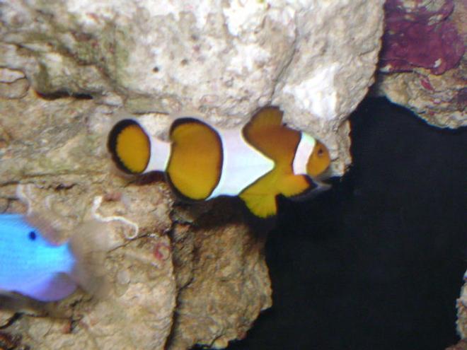 saltwater fish - amphiprion percula - true percula clownfish stocking in 24 gallons tank - NEMO!