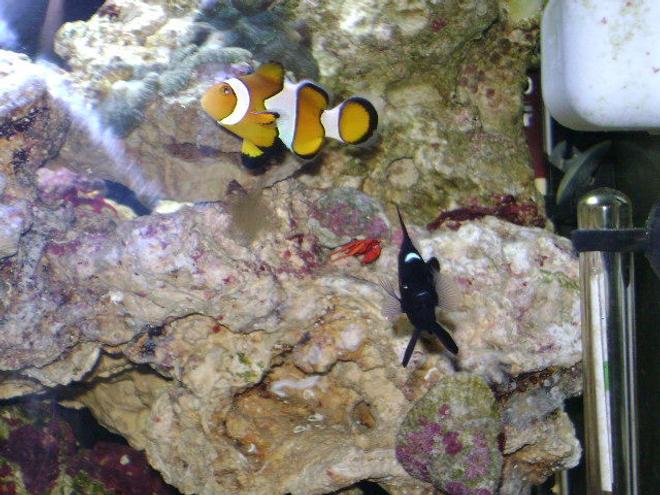 saltwater fish - amphiprion percula - true percula clownfish stocking in 24 gallons tank - Nemo, Domino Damsel