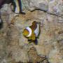 saltwater fish - amphiprion percula - true percula clownfish stocking in 24 gallons tank - Strip Damsel mad dogging Nemo...