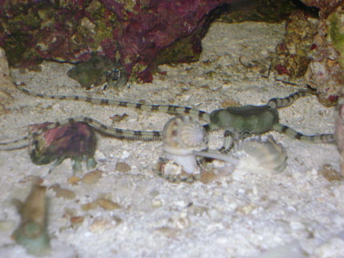 corals inverts - ophiolepsis superba - serpent sea star, fancy tiger-striped stocking in 24 gallons tank - Sand Sifting Snails fight Serpent Star for Shrimp Pellets. Crab closing in to fight as well...