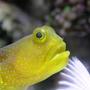 saltwater fish - gobiodon okinawae - clown goby, yellow stocking in 160 gallons tank - A close up on a gobie