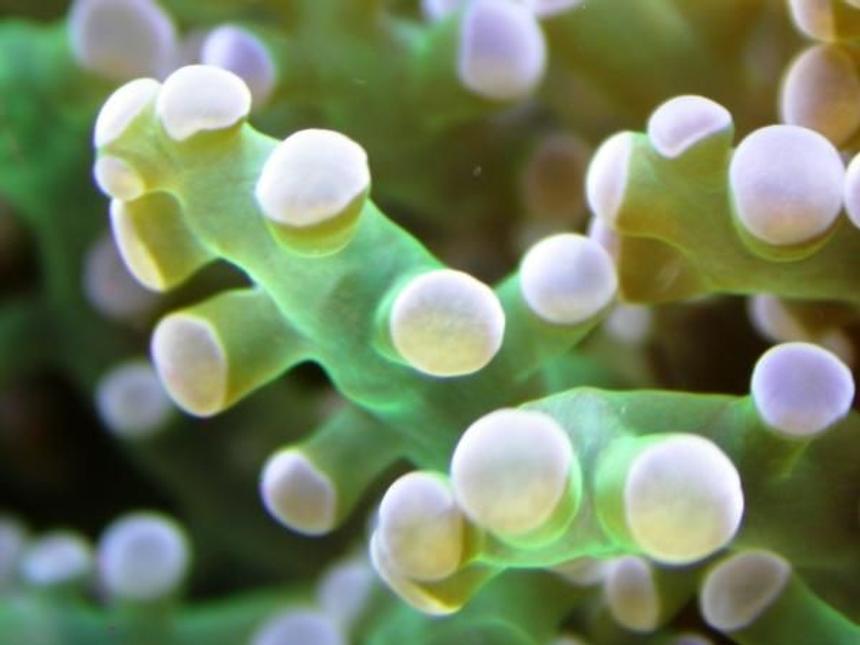 Rated #8: Corals Inverts - Euphyllia Paradivisa - Frogspawn Coral Stocking In 160 Gallons Tank - Close up on an Euphillia