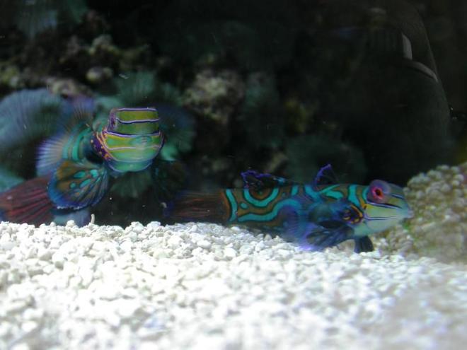 saltwater fish - synchiropus splendidus - green mandarin stocking in 160 gallons tank - A couple of Synchiropus splendidus.