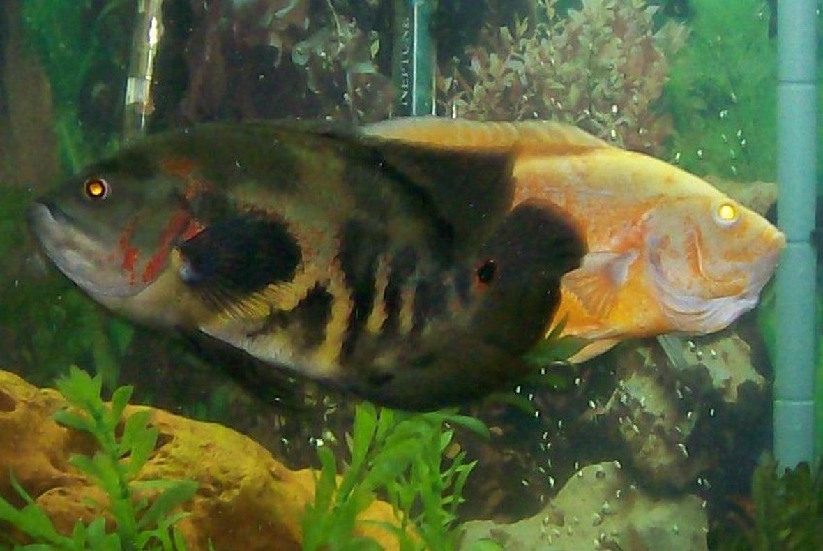 freshwater fish - astronotus ocellatus - tiger oscar stocking in 90 gallons tank - 10.5" Tiger Oscar about a year old along with the Albino Oscar, in my 90 gallon.