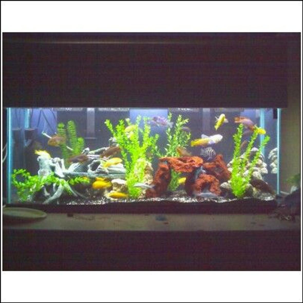 55 gallons freshwater fish tank (mostly fish and non-living decorations) - 50 cichlids