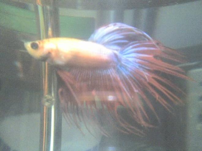 freshwater fish - betta splendens - crown tail betta stocking in 30 gallons tank - my betta