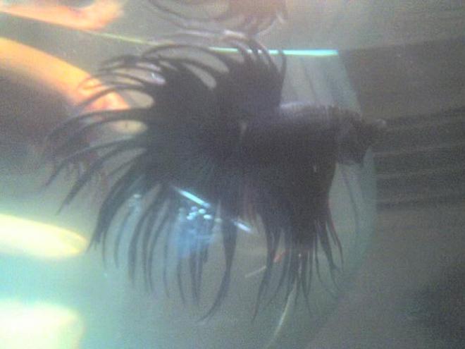 freshwater fish - betta splendens - crown tail betta stocking in 30 gallons tank - my betta