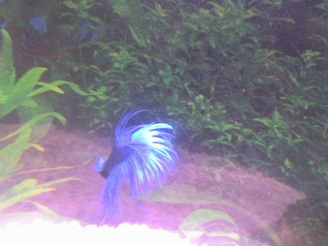freshwater fish - betta splendens - crown tail betta stocking in 30 gallons tank - my betta