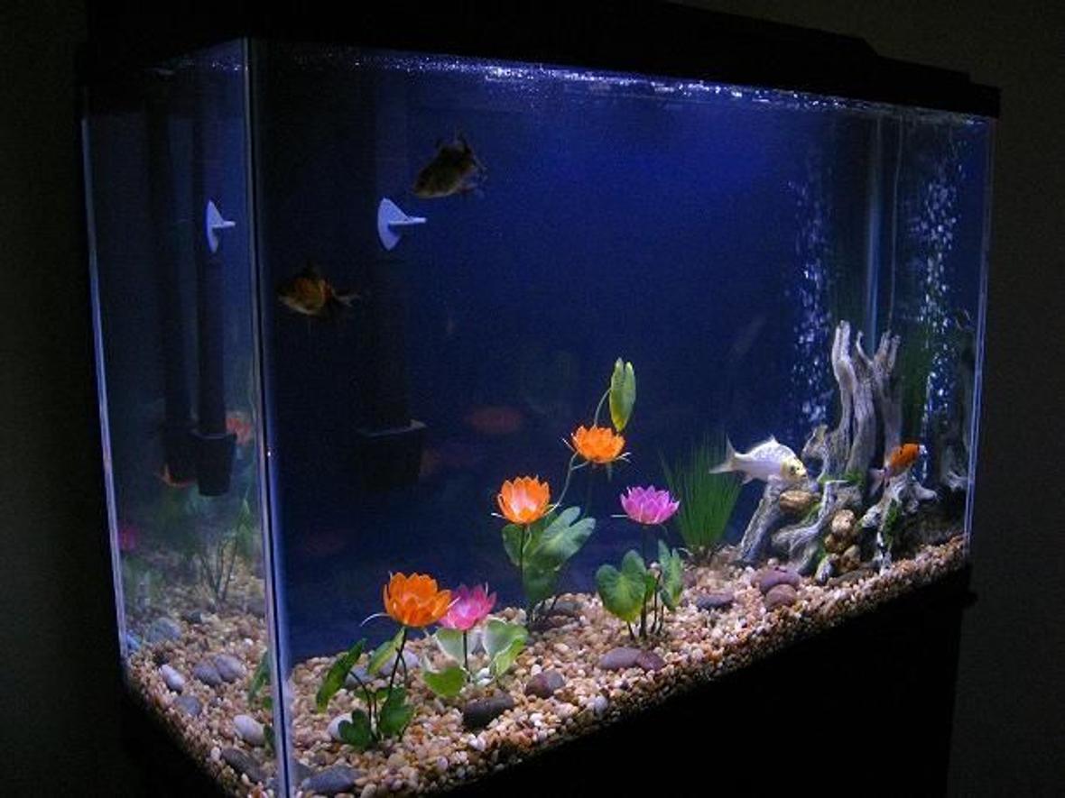 45 gallons freshwater fish tank (mostly fish and non-living decorations) - Update of our New 45Gal. Added a background and a few river stones. Also a New Pleco in there but hes shy.