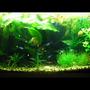 18 gallons planted tank (mostly live plants and fish) - 18 gallons community aquarium 3 x 18w philips 830 filter 600l/h Fish: 20 x neon fish 5 x tiger barbs 3 x zebra 7 x corydoras Plants: echinodorus ozelot ludwigia repens elodea densa jawa moss Echinodorus osiris valisneria nana valisneria twister mini cabomba caroliniana bacopa caroliniana