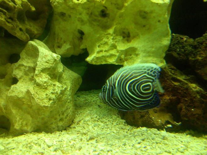saltwater fish - pomacanthus imperator - imperator angelfish stocking in 125 gallons tank - Emperor Angel