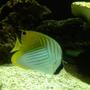 saltwater fish - chaetodon auriga - auriga butterflyfish stocking in 125 gallons tank - Auriga butterfly