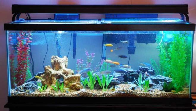 75 gallons freshwater fish tank (mostly fish and non-living decorations) - sunlight setting
