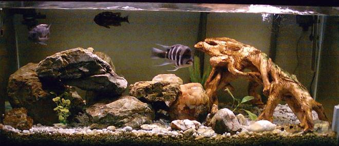 80 gallons freshwater fish tank (mostly fish and non-living decorations) - 80 Gallon African Cichlid Tank
Fluval 404