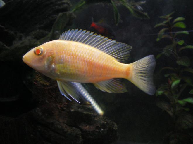 freshwater fish - pelvicachromis pulcher - albino kribensis cichlid stocking in 75 gallons tank - my albino