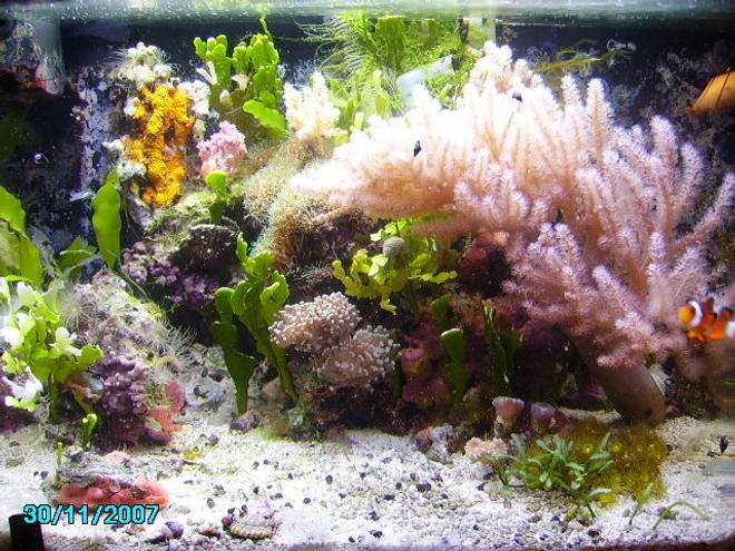 10 gallons reef tank (mostly live coral and fish) - 10 gal. running for 3 years