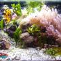 10 gallons reef tank (mostly live coral and fish) - 10 gal. running for 3 years