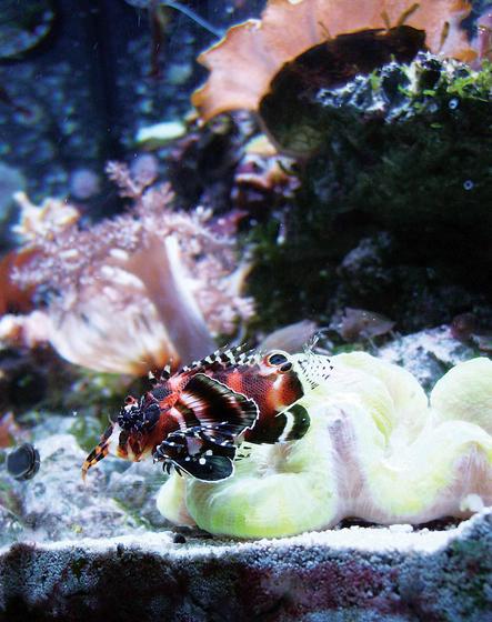 saltwater fish - dendrochirus biocellatus - fu manchu lionfish stocking in 24 gallons tank - Lion fish (fire fish) this is a cool addition to any reef tank