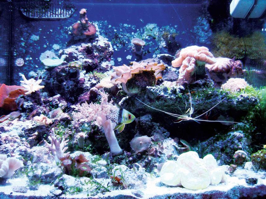 Rated #129: 24 Gallons Reef Tank - 24 G Front View - FRAGS 4 LIFE