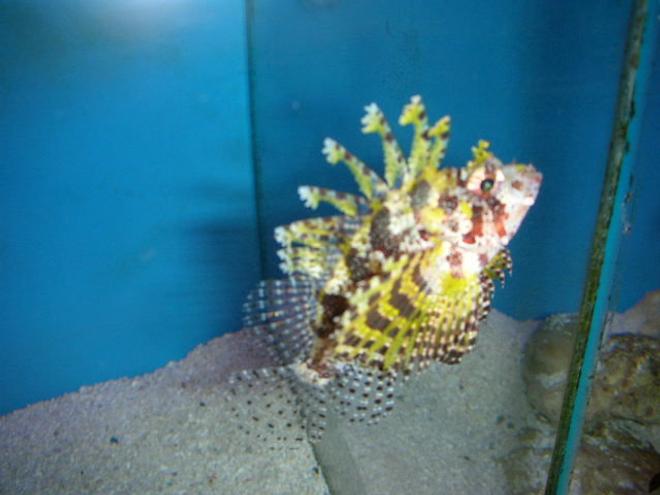 saltwater fish - dendrochirus brachypterus - fuzzy dwarf lionfish stocking in 120 gallons tank - Yellow Lionfish!