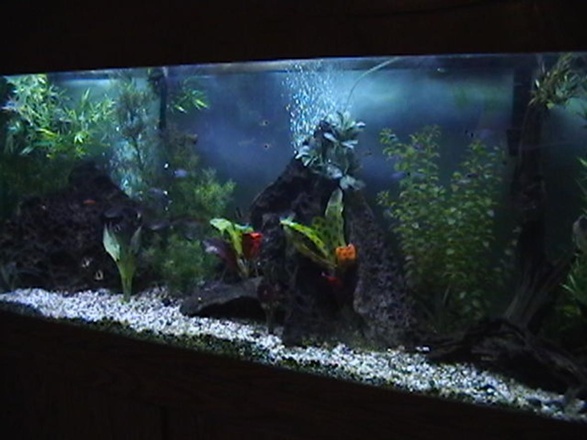 150 gallons freshwater fish tank (mostly fish and non-living decorations) - 150 gallon freshwater
