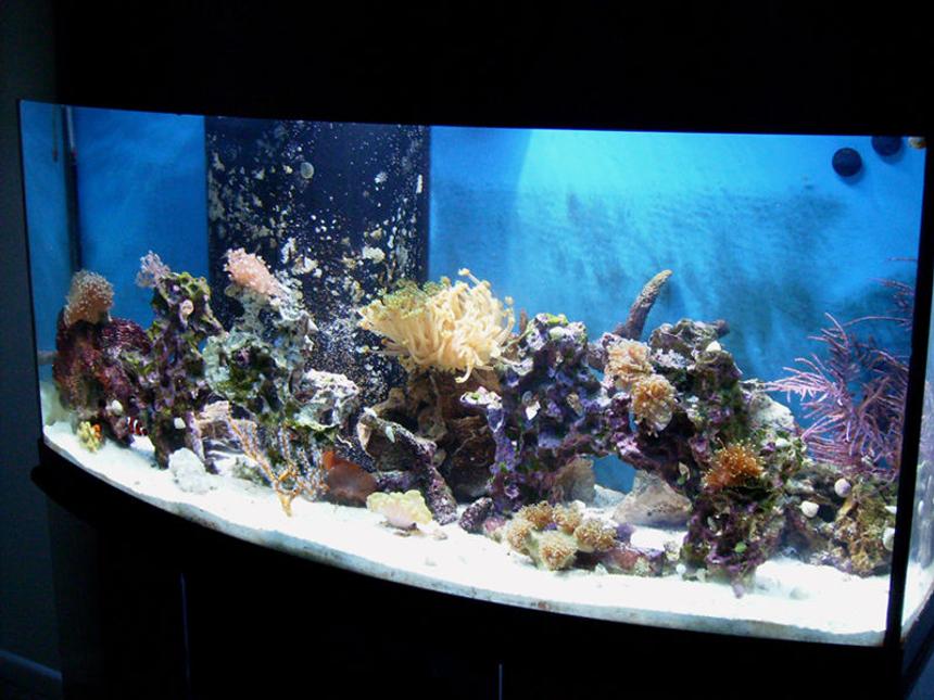 Rated #117: 72 Gallons Reef Tank - Heres my tank Hope you enjoy.