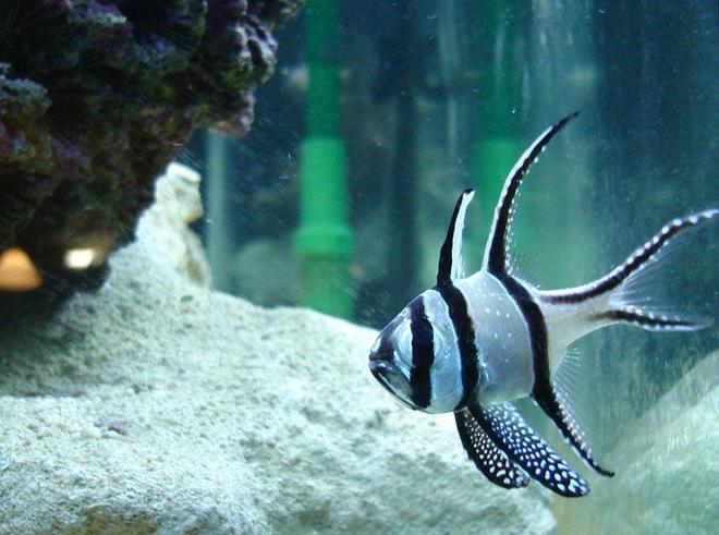 saltwater fish - pterapogon kauderni - kaudern's cardinal stocking in 82 gallons tank - Bengaii Cardinal