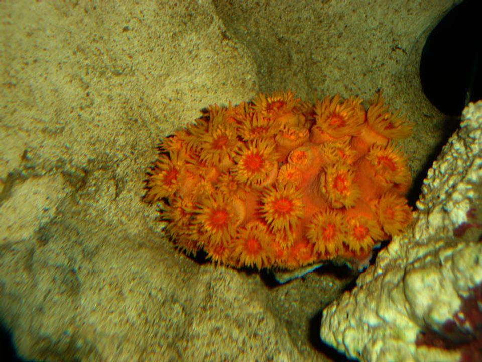 corals inverts - tubastrea faulkneri - orange sun coral stocking in 82 gallons tank - Sun Coral