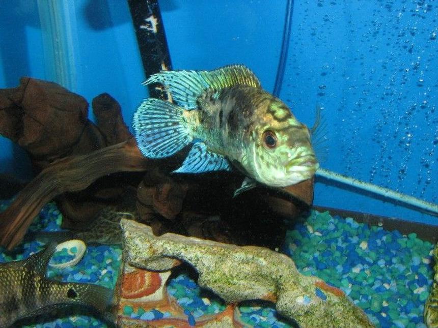 Rated #67: Freshwater Fish - Nandopsis Octofasciatum - Jack Dempsey Stocking In 225 Gallons Tank - Young dempsey75g tank..