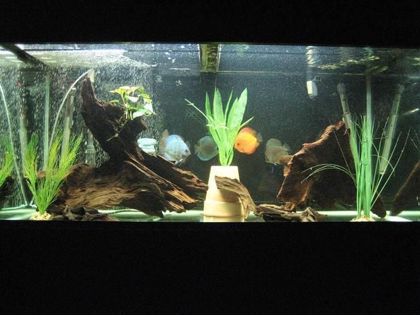 Rated #182: 110 Gallons Freshwater Fish Tank - My 110 gallon with discus :)